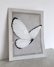 Butterfly Baby Study, 2025.